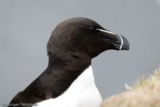 Tordalk (9 von 11).jpg